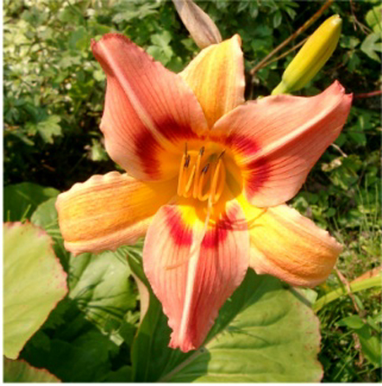 Photos Hemerocallis - Daylily