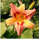Photos Hemerocallis