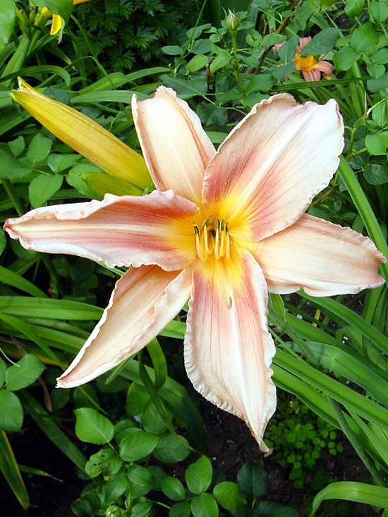Photos Hemerocallis - Daylily