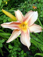 Fotos Hemerocallis