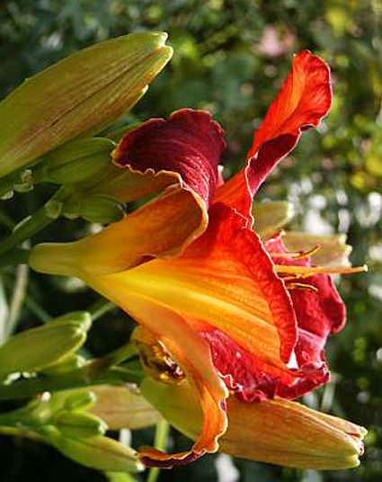 Fotos Hemerocallis - 