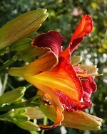Photos Hemerocallis