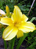Fotos Hemerocallis