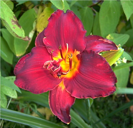 Photos Hemerocallis - Daylily