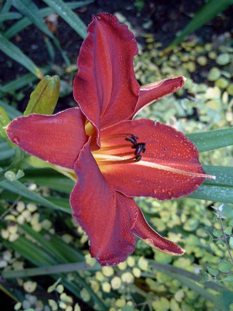 Photos Hemerocallis - Daylily