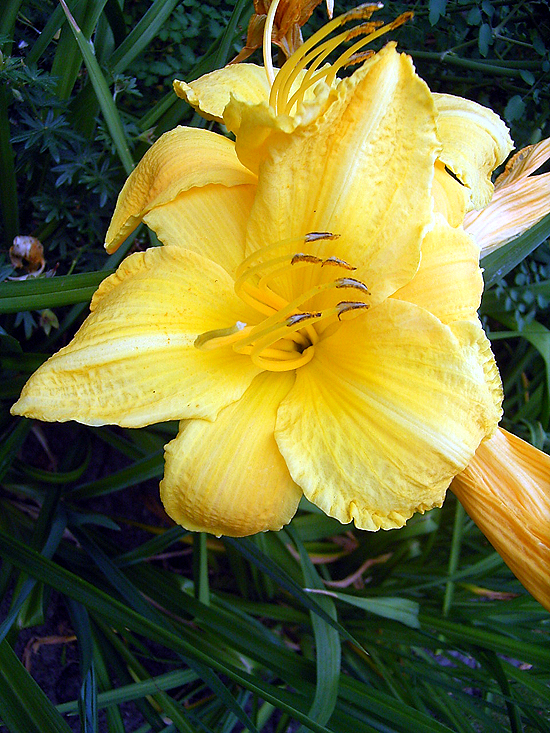 Photos Hemerocallis - Daylily
