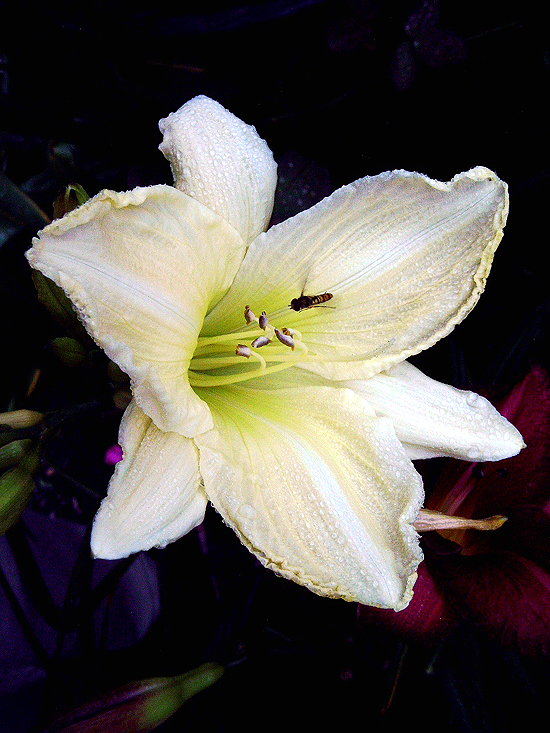 Photos Hemerocallis - Daylily