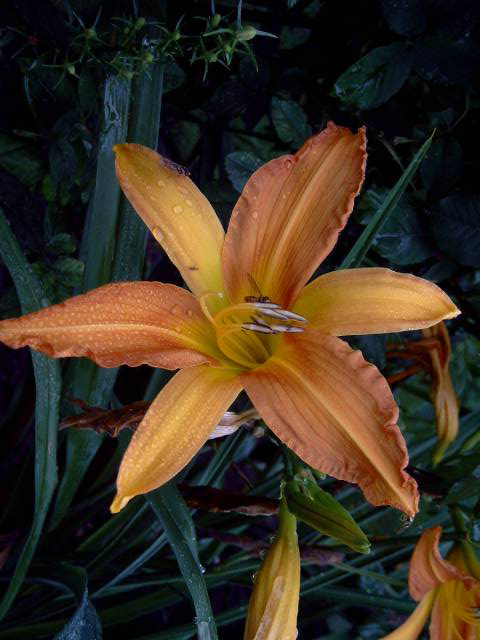 Photos Hemerocallis - Daylily