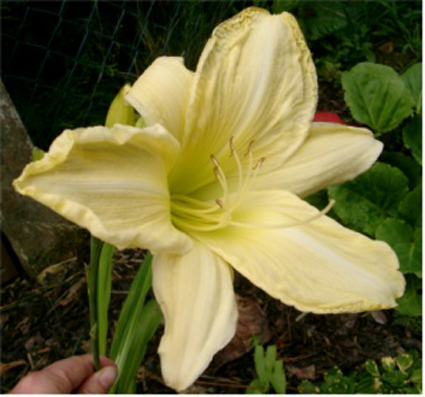 Photos Hemerocallis - Daylily