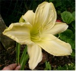 Photos Hemerocallis