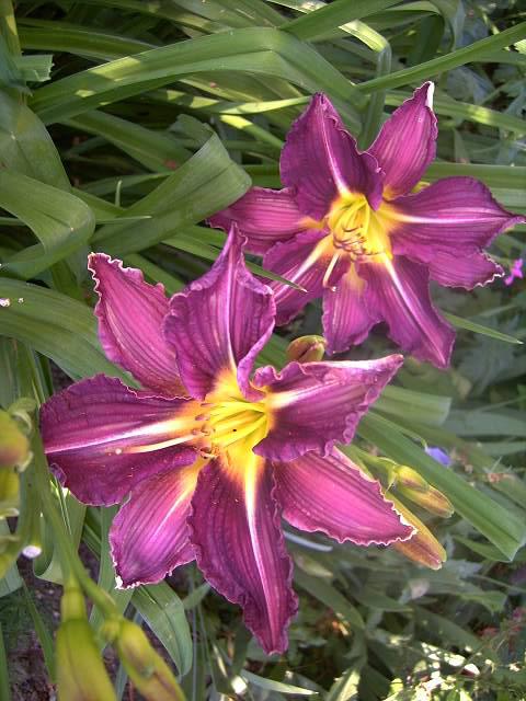 Photos Hemerocallis - Daylily