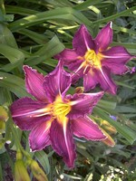 Hemerocallis - Garten-Taglilie, Beet-Taglilie Isolde