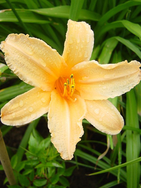 Photos Hemerocallis - Daylily