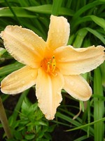Hemerocallis - Garten-Taglilie, Beet-Taglilie Jake Russel