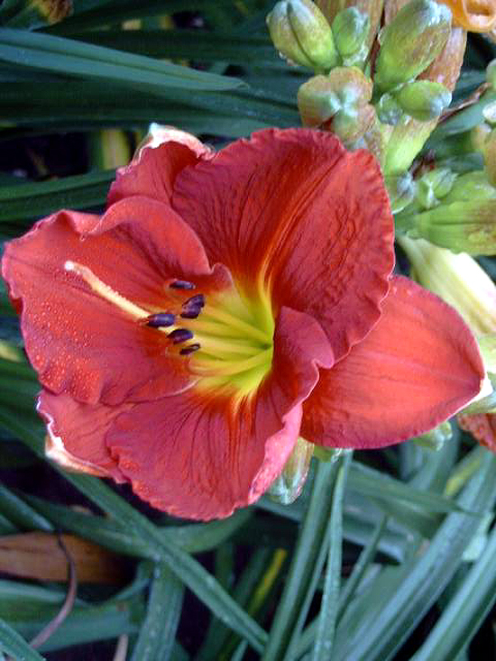Photos Hemerocallis - Daylily