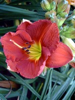 Photos Hemerocallis