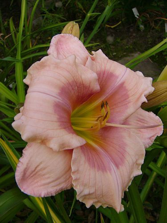 Photos Hemerocallis - Daylily