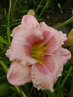 Hemerocallis - Garten-Taglilie, Beet-Taglilie Janice Brown