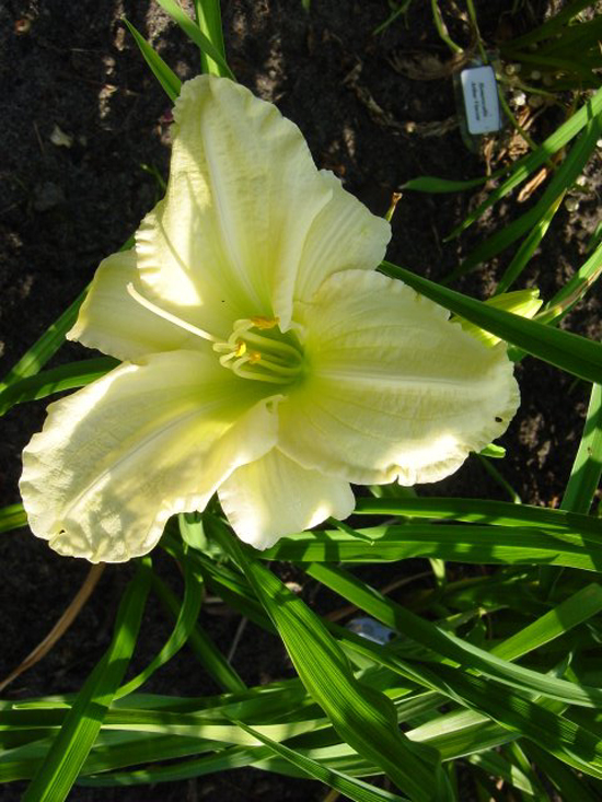 Photos Hemerocallis - Daylily