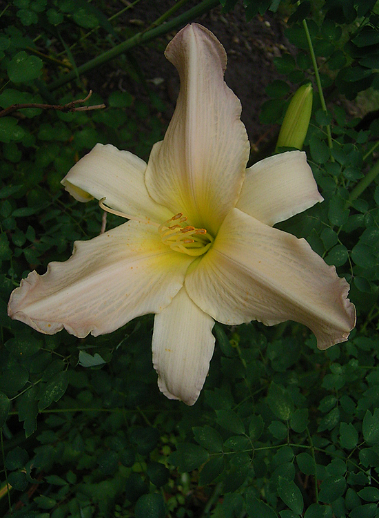 Photos Hemerocallis - Daylily