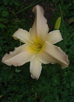 Photos Hemerocallis - Daylily