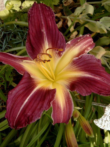 Photos Hemerocallis - Daylily