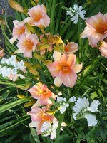 Hemerocallis - Garten-Taglilie, Beet-Taglilie Lady Inara