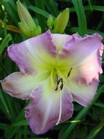 Hemerocallis - Garten-Taglilie, Beet-Taglilie Lady Liz