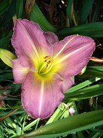Photos Hemerocallis