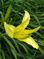 Photos Hemerocallis lilioasphodelus