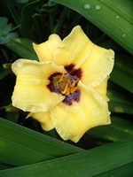 Hemerocallis - Garten-Taglilie, Beet-Taglilie Little Bumble Bee