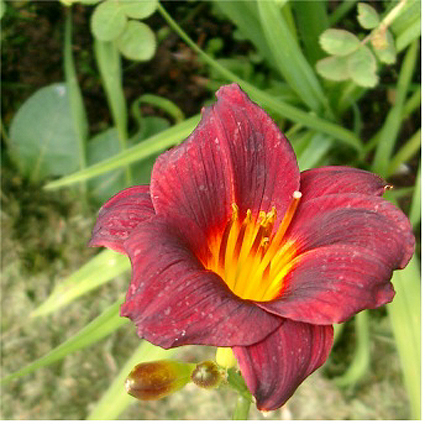 Photos Hemerocallis - Daylily