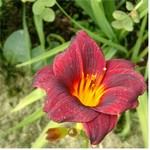 Photos Hemerocallis