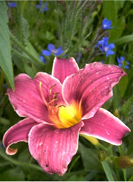 Photos Hemerocallis - Daylily