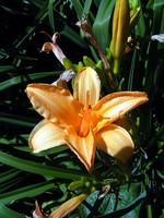 Photos Hemerocallis