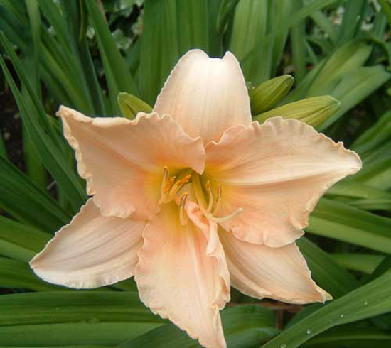 Photos Hemerocallis - Daylily