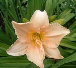 Hemerocallis - Garten-Taglilie, Beet-Taglilie Lullaby Baby