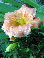 Hemerocallis - Garten-Taglilie, Beet-Taglilie Maggie Fynboe