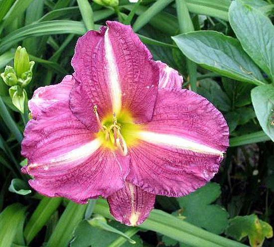 Photos Hemerocallis - Daylily
