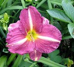 Photos Hemerocallis