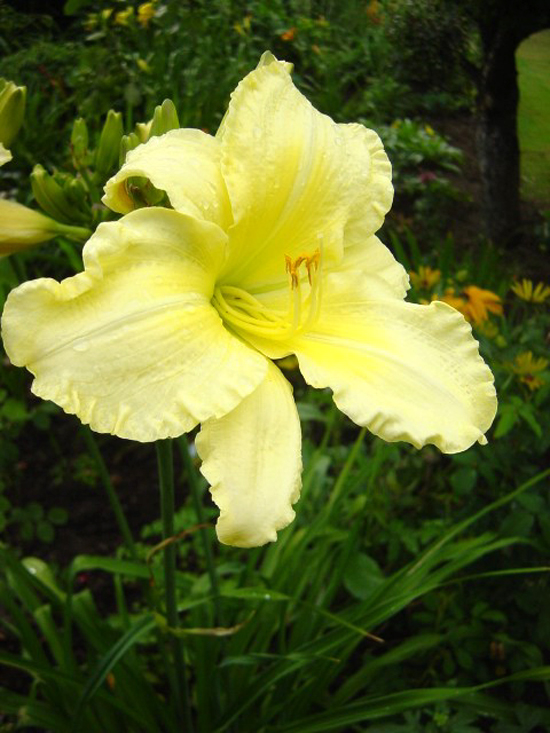 Fotos Hemerocallis - 