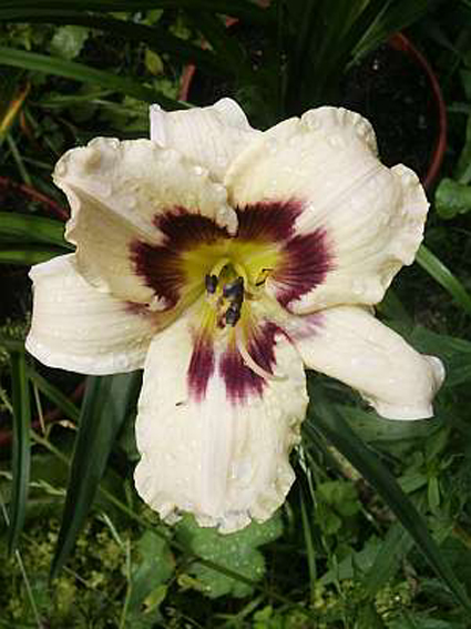 Photos Hemerocallis - Daylily