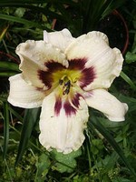 Photos Hemerocallis