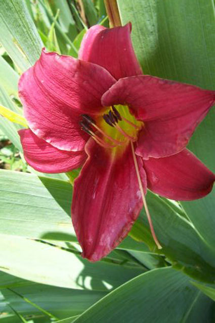 Photos Hemerocallis - 