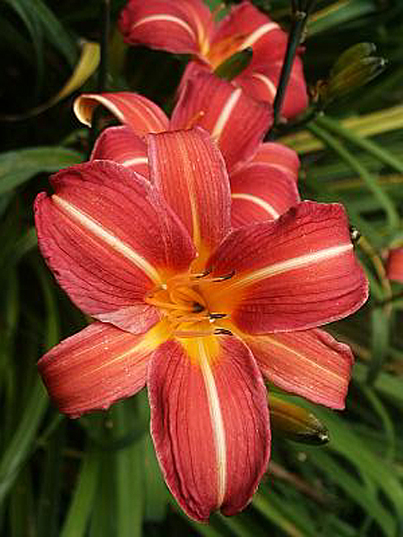 Photos Hemerocallis - Daylily