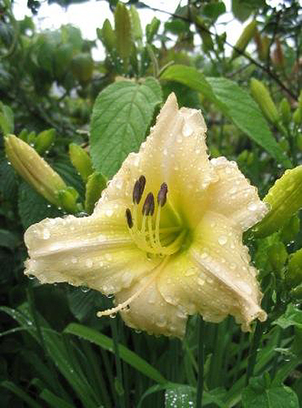 Fotos Hemerocallis - 