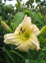 Hemerocallis - Garten-Taglilie, Beet-Taglilie Nezukke