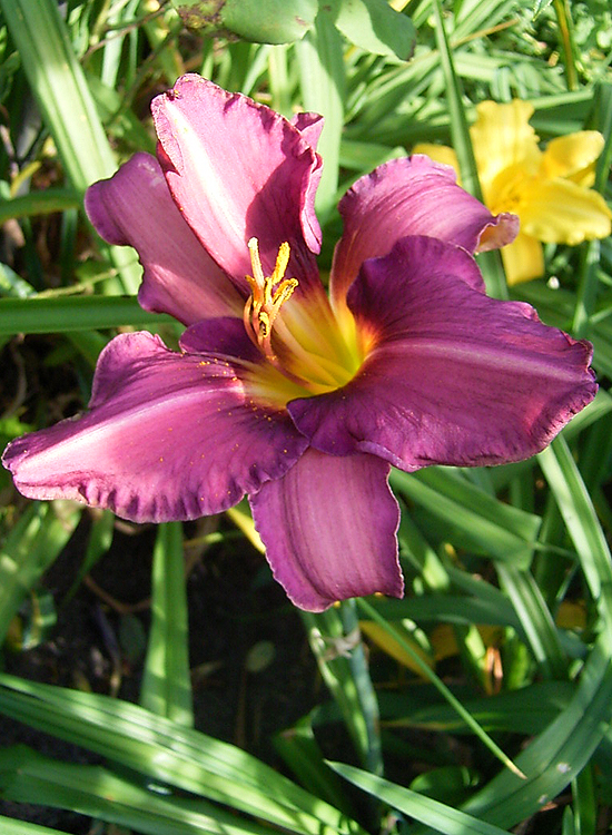 Photos Hemerocallis - Daylily
