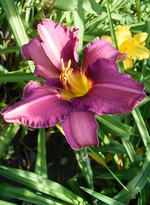 Hemerocallis - Garten-Taglilie, Beet-Taglilie Olive B. Langdon