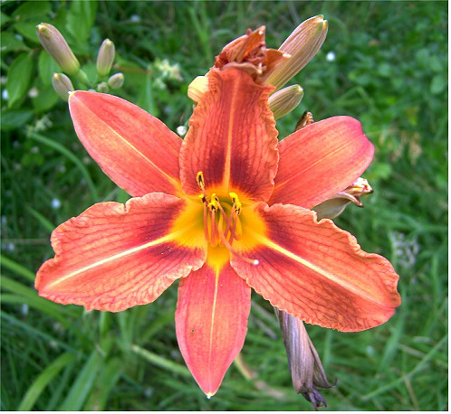 Photos Hemerocallis - Daylily